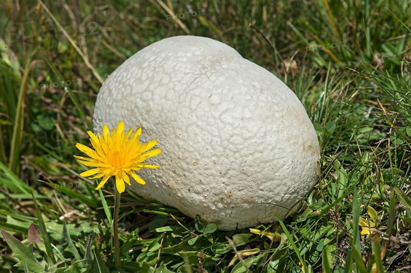 Giant puffball