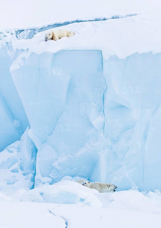 Polar bears