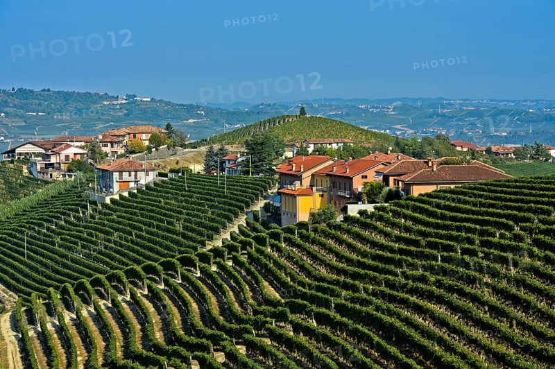 Vineyards of Nebbiolo grapes for Barbaresco red wine