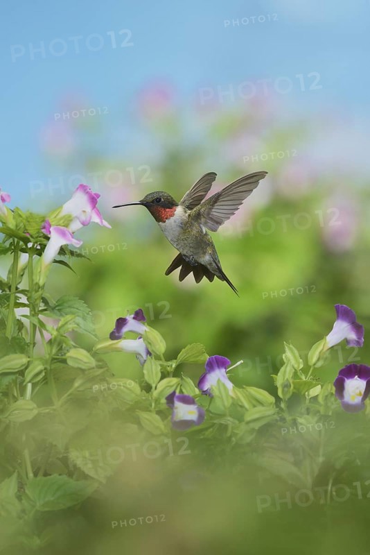 Ruby-throated Hummingbird