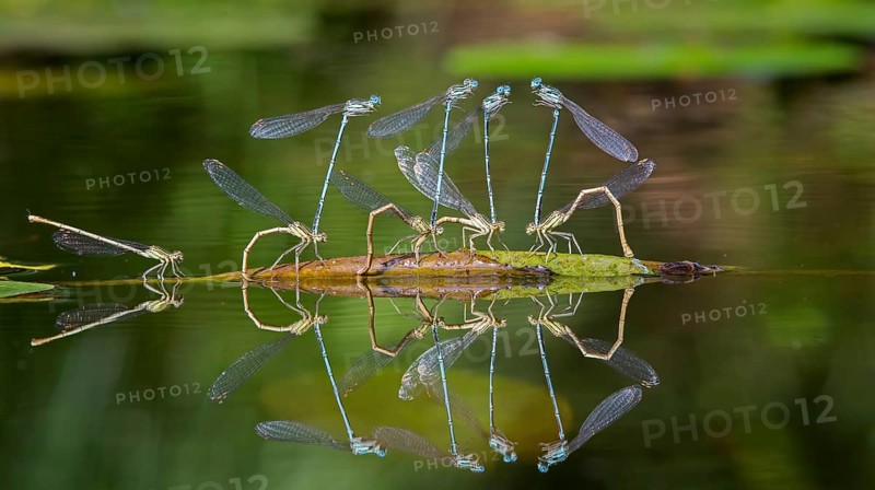 Blue featherleg