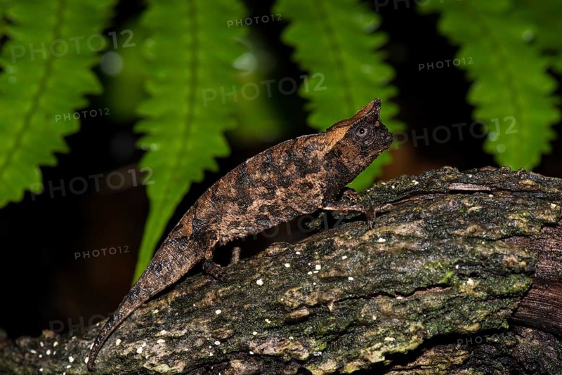 Earth Chameleon