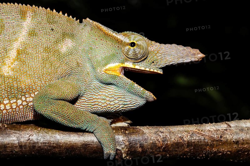 Male two-horned chameleon