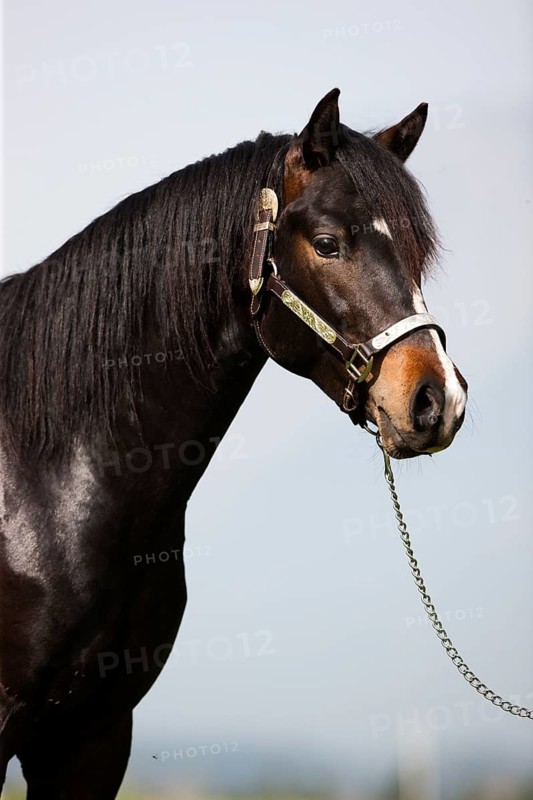 Brown Morgan stallion with show halter