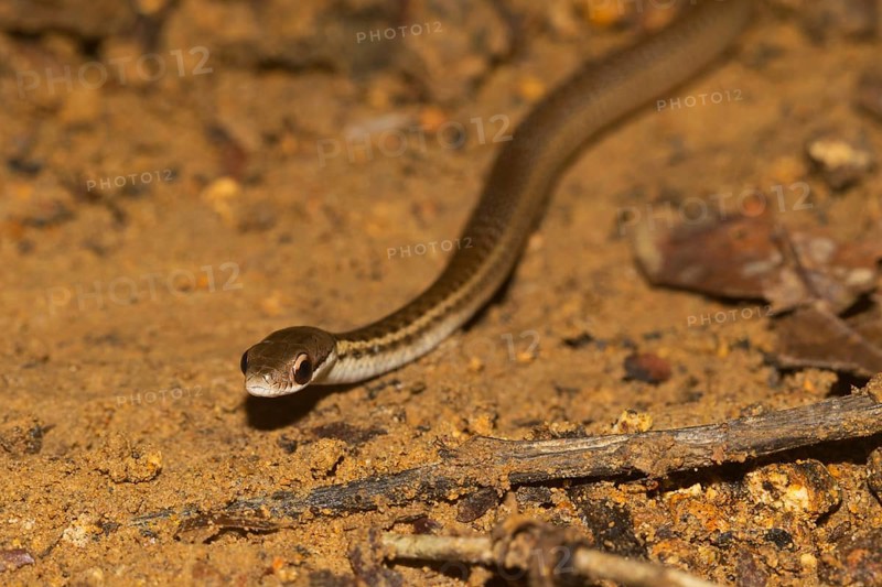 Yellow-striped water snake