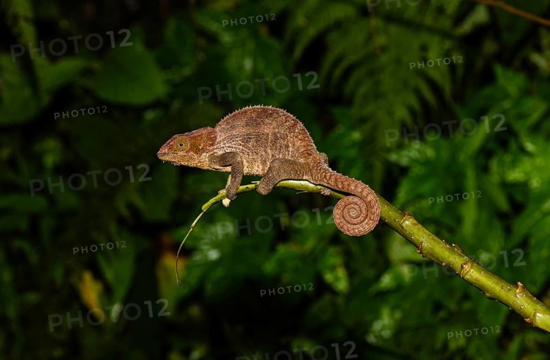 Cryptic chameleon