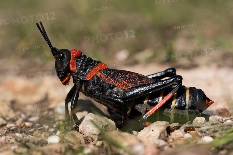 Gaudy grasshopper