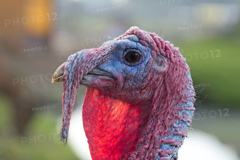 Turkey