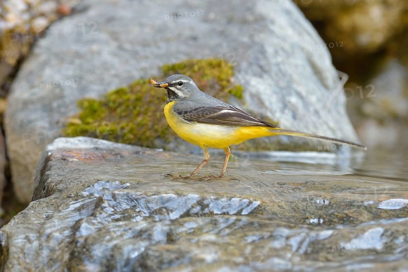 Grey wagtail