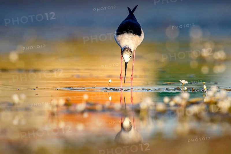 Black-winged stilt