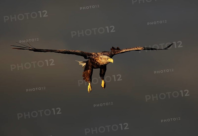 White-tailed eagle