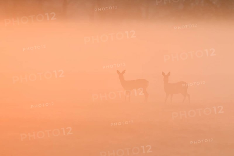 European roe deers