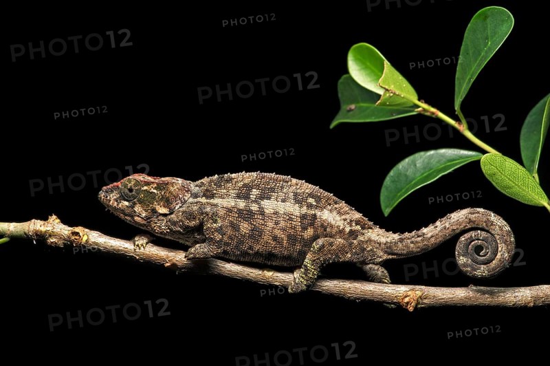 Short-horn chameleon