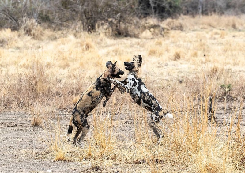A pair of African wild Dogs
