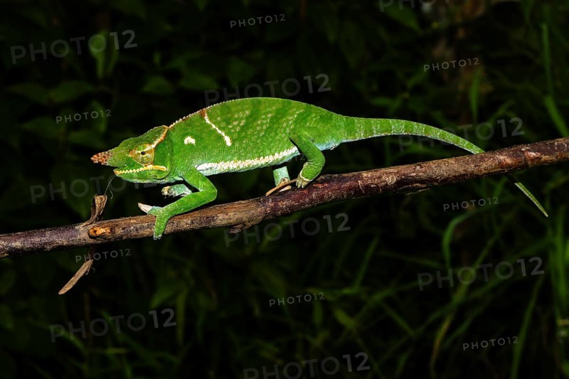 Male two-horned chameleon