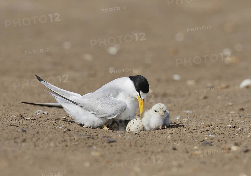 Least Terns