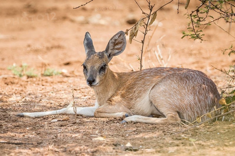 Sharpe's grysbok