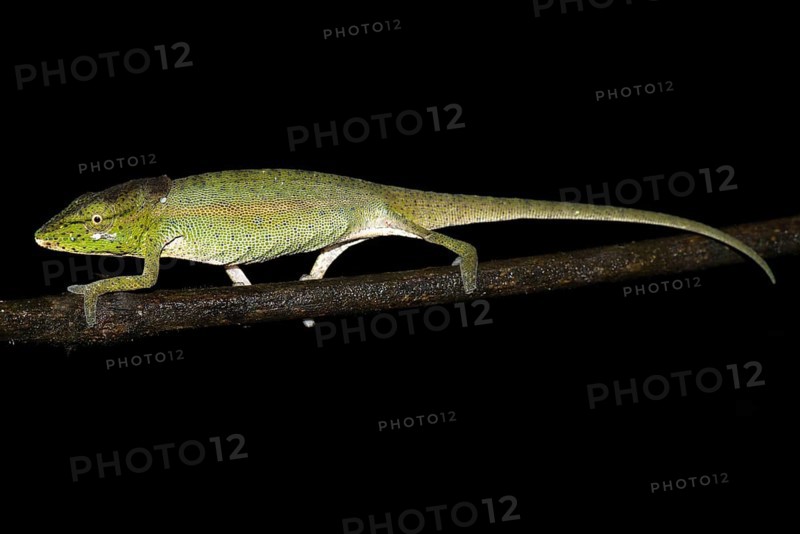 Glaw's Chameleon
