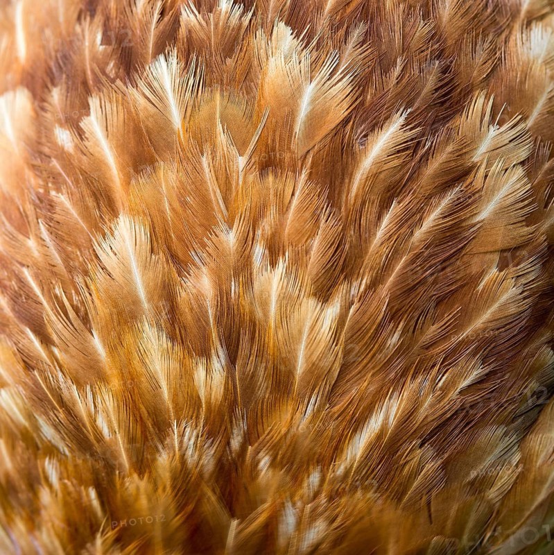 Feathers of a brown hybrid hen