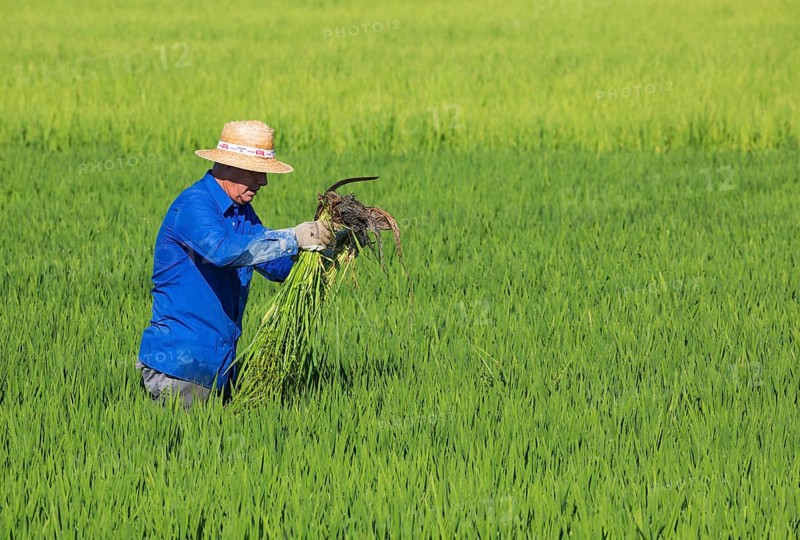 Weeding the rice fields