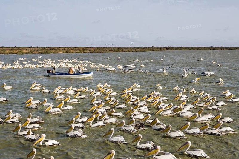 Tourist boat passing by flock of Great White Pelicans