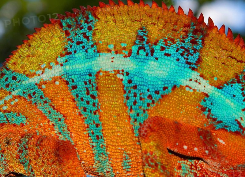 Skin of a panther chameleon
