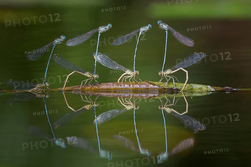Blue featherleg