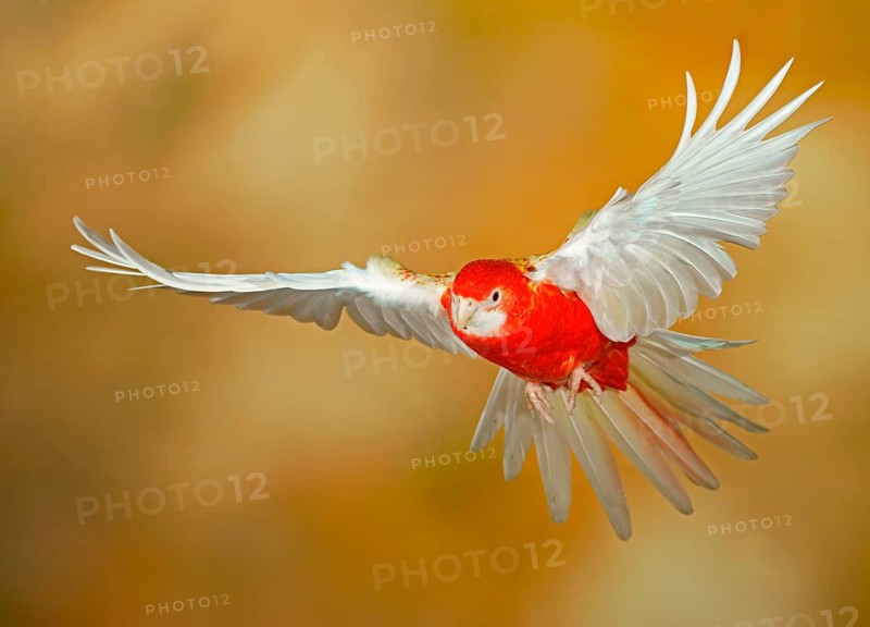 Eastern rosella