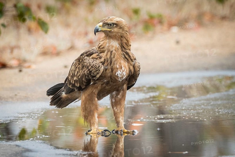 Tawny eagle