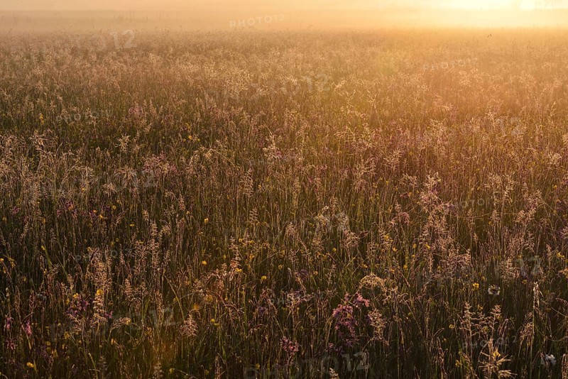 Meadow in the morning light
