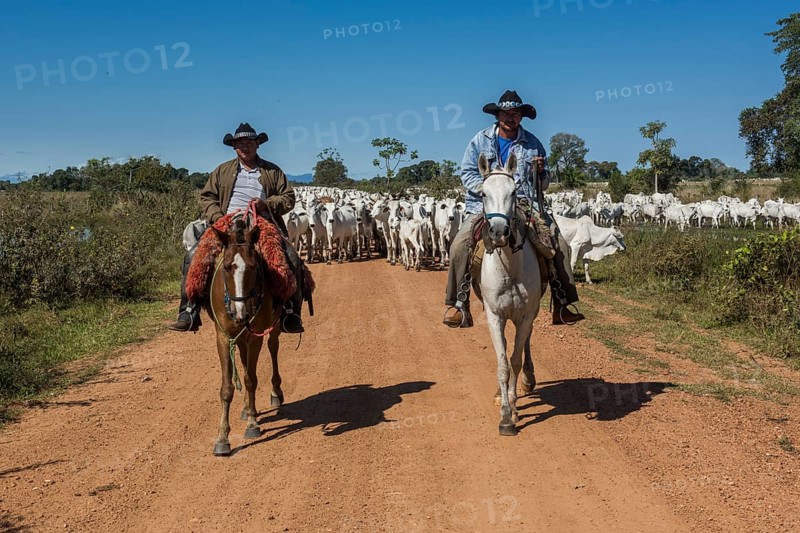 Two cowboys on horses with a herd of Nelore cattle on gravel road