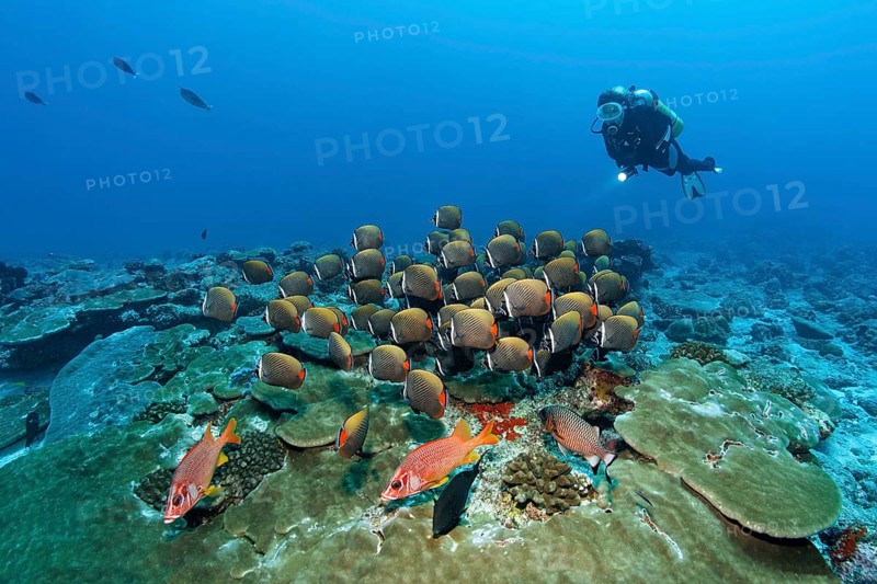 Diver