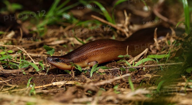 Straight lizard
