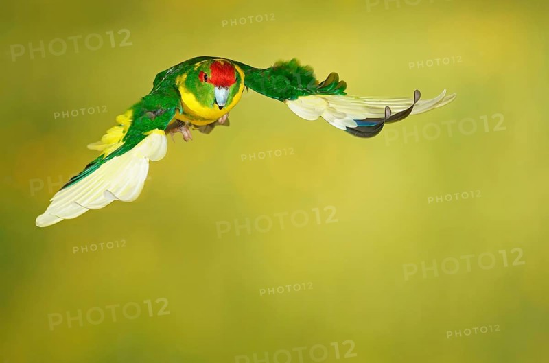 Red-crowned parakeet or red-fronted parakeet