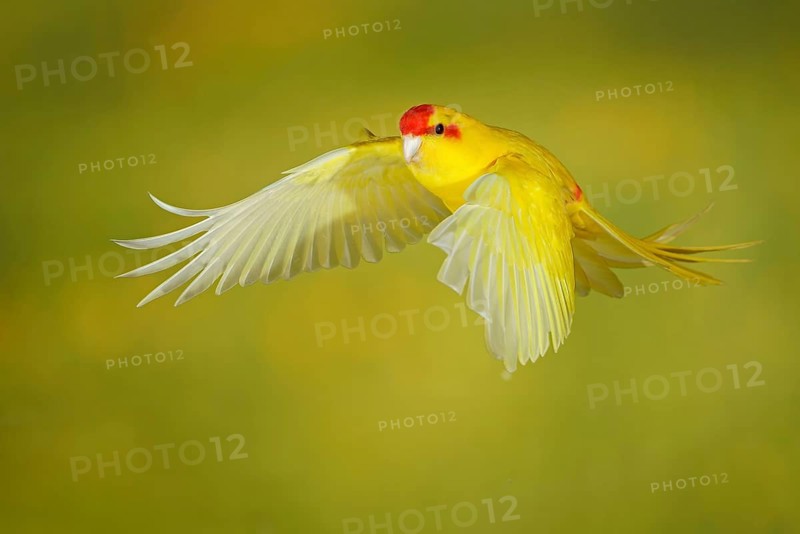 Red-crowned parakeet or red-fronted parakeet