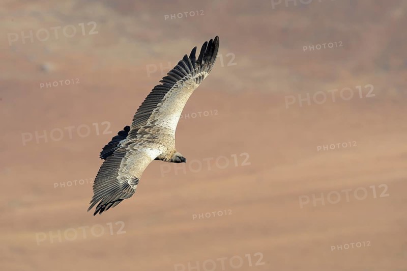 Cape vulture