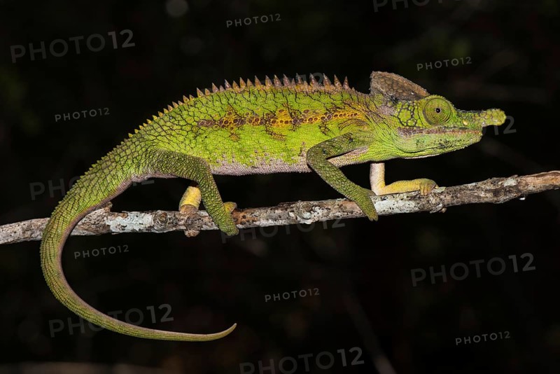 Rhino Chameleon