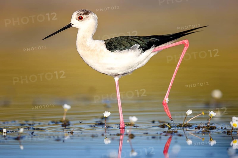 Black-winged stilt