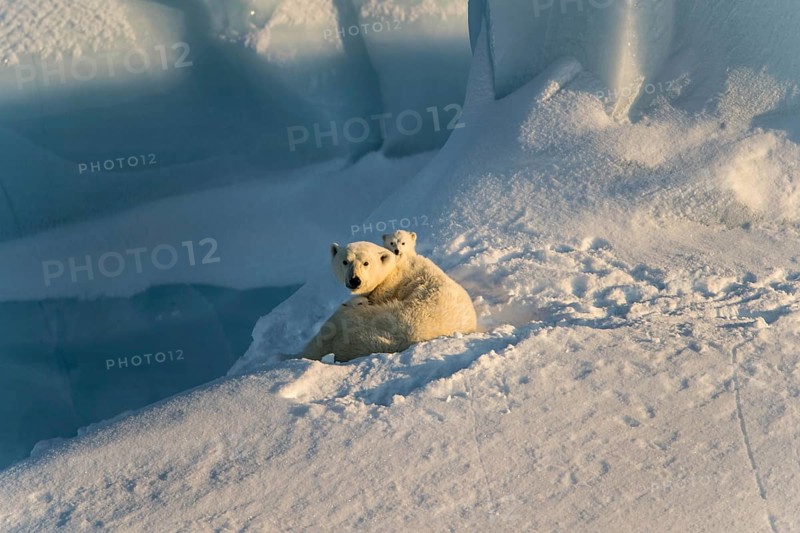 Polar bears