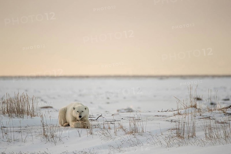Polar bear