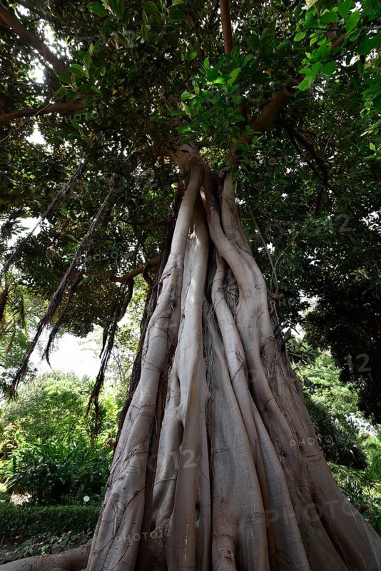 Moreton Bay fig tree at the Botanical Gardens
