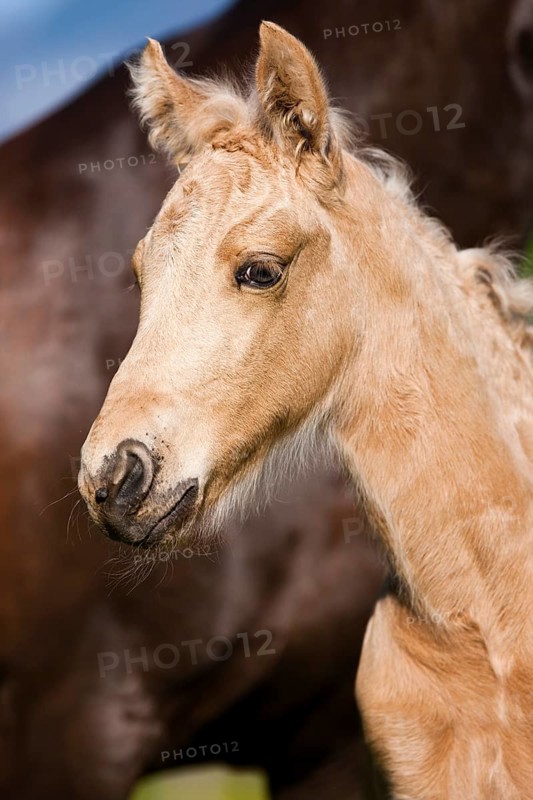 Palomino Morgan horse foal