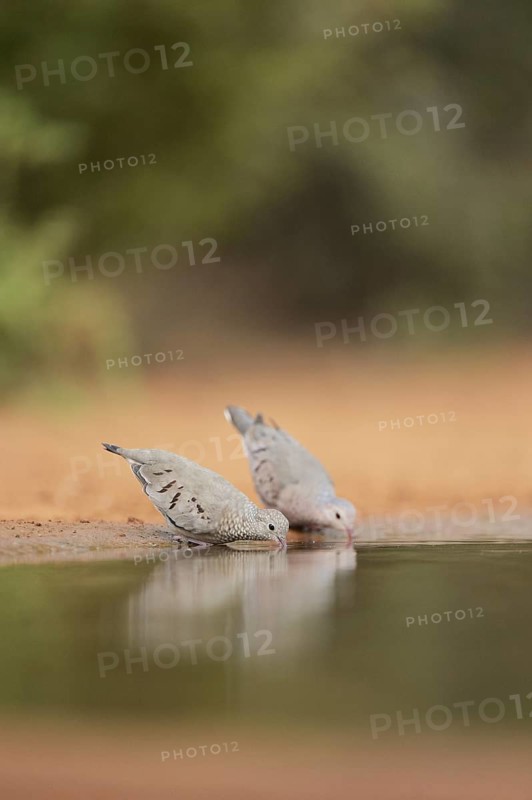 Common Ground Doves
