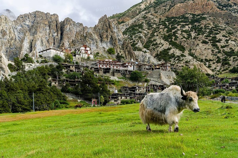 Yak