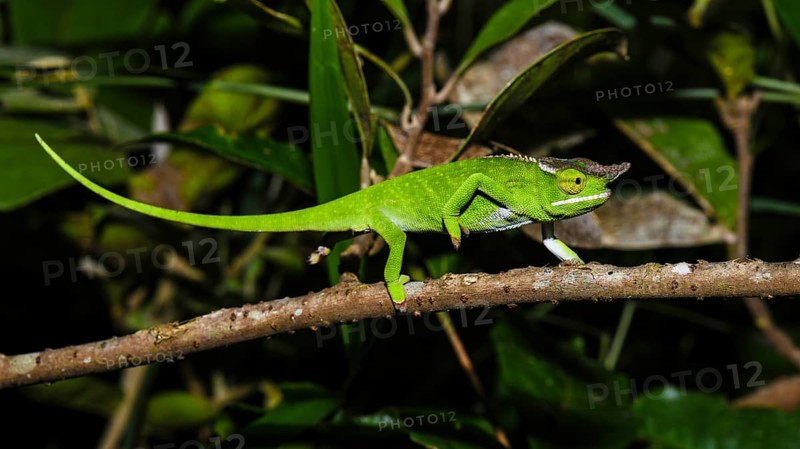 Canopy chameleon