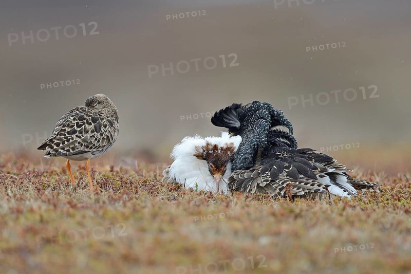 Ruffs and reeve