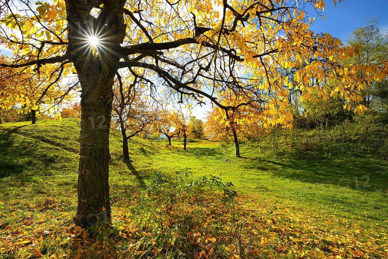 meadow orchard in autumn