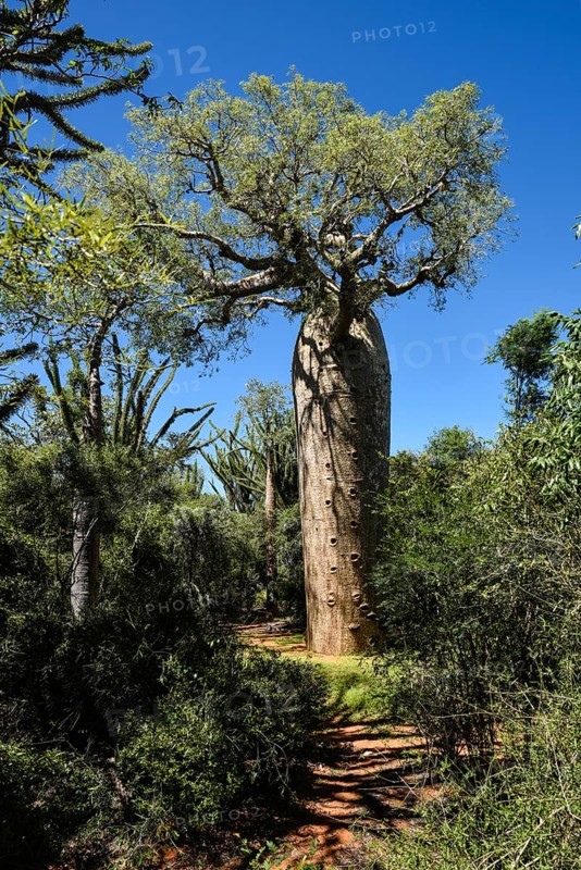 Baobab