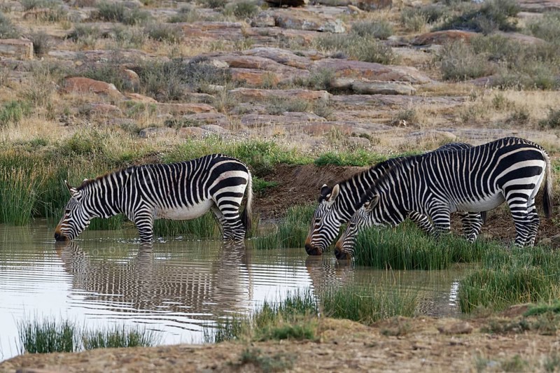Cape mountain zebras