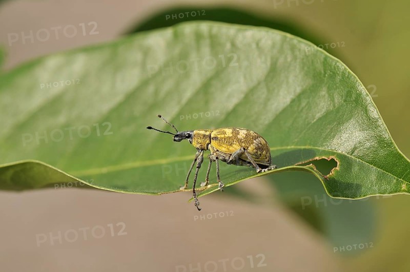 Weevil
